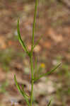 Moroccan toadflax